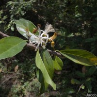 Alangium salviifolium (L.f.) Wangerin